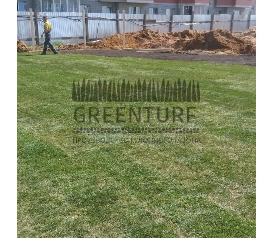 Озеленение придомовой территории - фото - 6